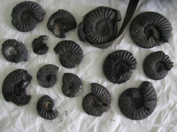 аммониты, юра, Virgatites, Еганово, Virgatites virgatus, Lomonossovella, Virgatites pallasianus, Ammonites, Jurassic