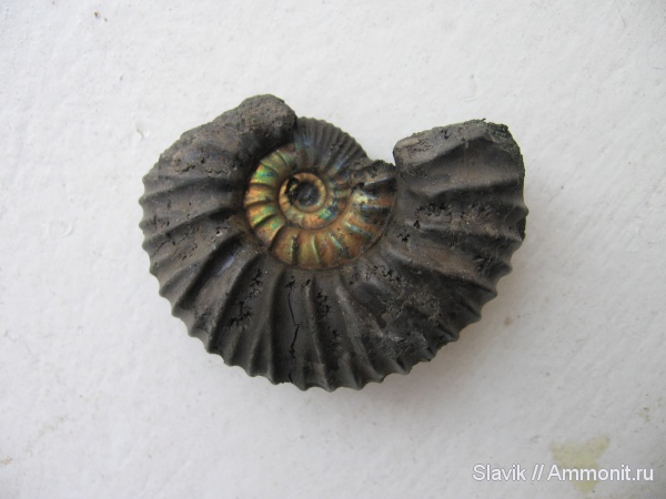 аммониты, юра, Еганово, Lomonossovella, Ammonites, Jurassic