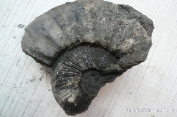 аммониты, юра, Virgatites, Virgatites gerassimovi, Ammonites, Jurassic
