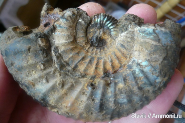 аммониты, юра, Dorsoplanites, Dorsoplanites panderi, Ammonites, Jurassic