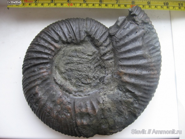 аммониты, юра, Virgatites, Еганово, Ammonites, Jurassic