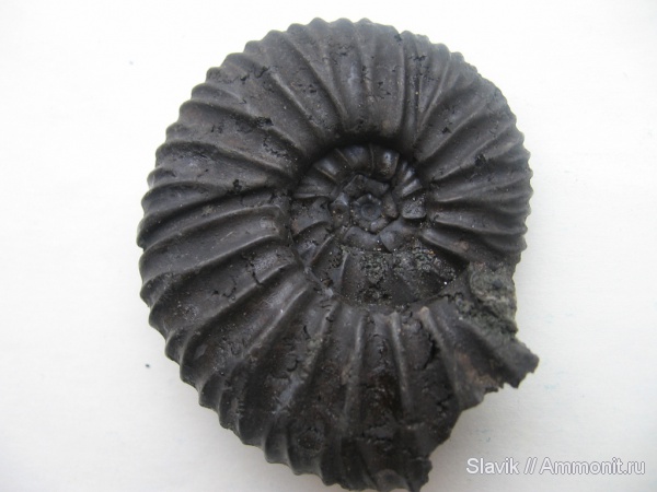 аммониты, юра, Virgatites, Еганово, Virgatites pallasianus, Ammonites, Jurassic