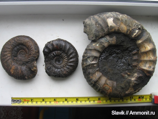аммониты, юра, Москворечье, Dorsoplanites, Dorsoplanites panderi, Dorsoplanites dorsoplanus, Ammonites, Jurassic