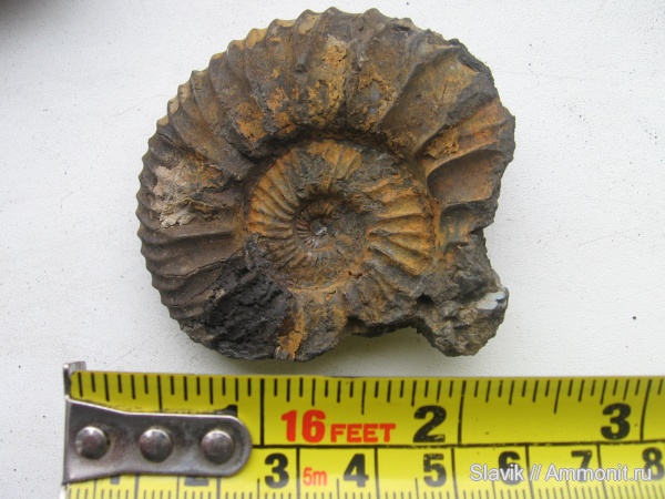 аммониты, юра, Москворечье, Zaraiskites, Zaraiskites michalskii, Ammonites, Jurassic