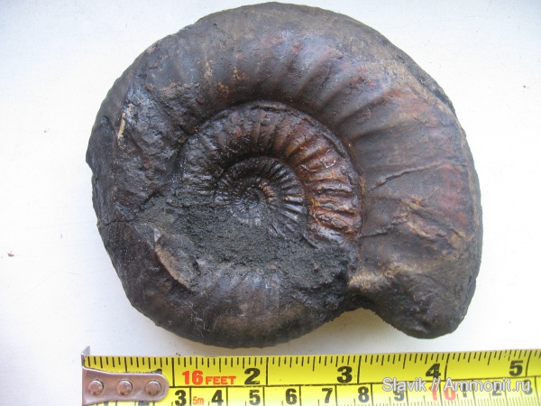 юра, Москворечье, Dorsoplanites, Dorsoplanites panderi, Jurassic