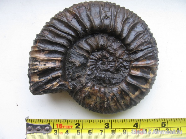 юра, Москворечье, Zaraiskites, Zaraiskites scythicus, Jurassic