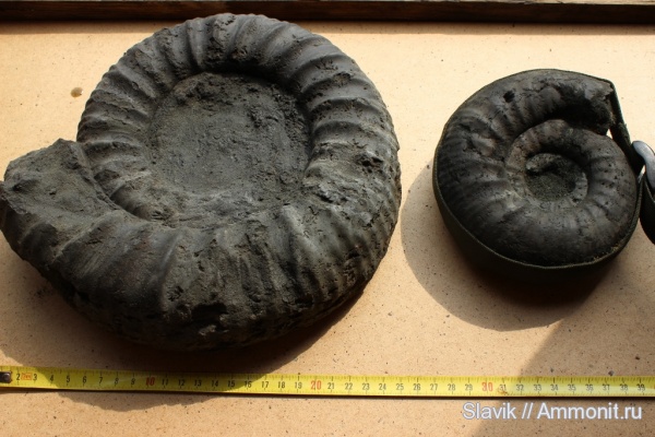 аммониты, юра, Dorsoplanites, Еганово, Dorsoplanites serus, Ammonites, Jurassic