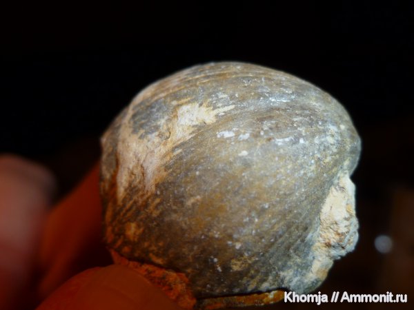 Choristites, Spiriferida