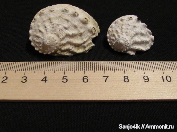 гастроподы, неоген, брюхоногие моллюски, Haliotis volhynica, Haliotis