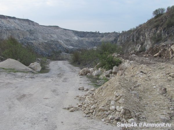 моллюски, морские ежи, неоген, крабы