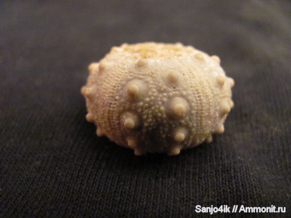 морские ежи, иглокожие, миоцен, Eucidaris zeamays, Eucidaris