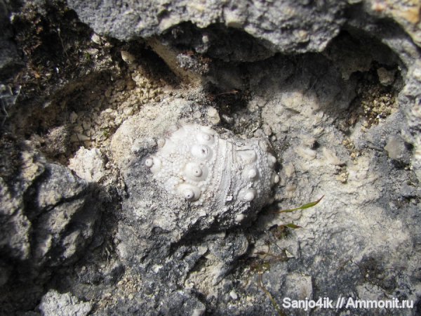 морские ежи, иглокожие, неоген, Eucidaris zeamays, Eucidaris