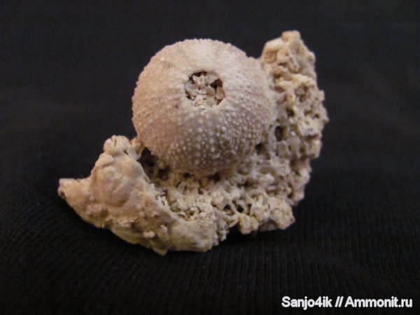 морские ежи, иглокожие, неоген, Psammechinus