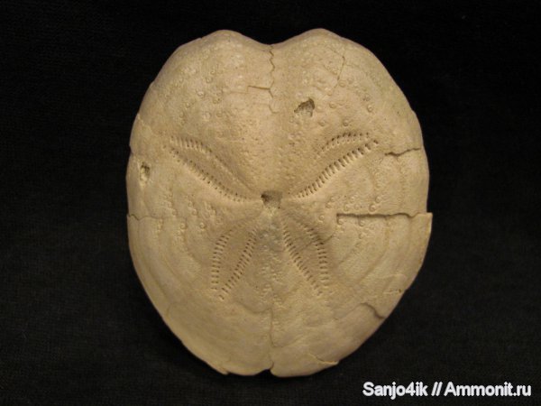 морские ежи, иглокожие, неоген, Prospatangus