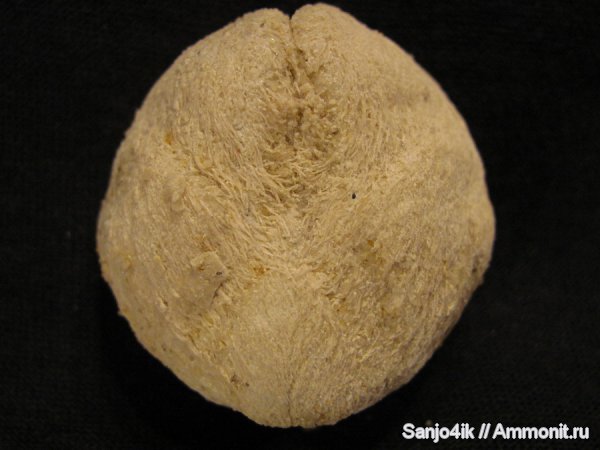 морские ежи, иглокожие, неоген, Tristomantus angulosus, Tristomantus