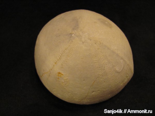 морские ежи, иглокожие, мел, Echinocorys, Echinocorys scutata, Cretaceous
