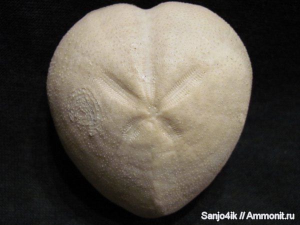 морские ежи, иглокожие, мел, Micraster, Cretaceous