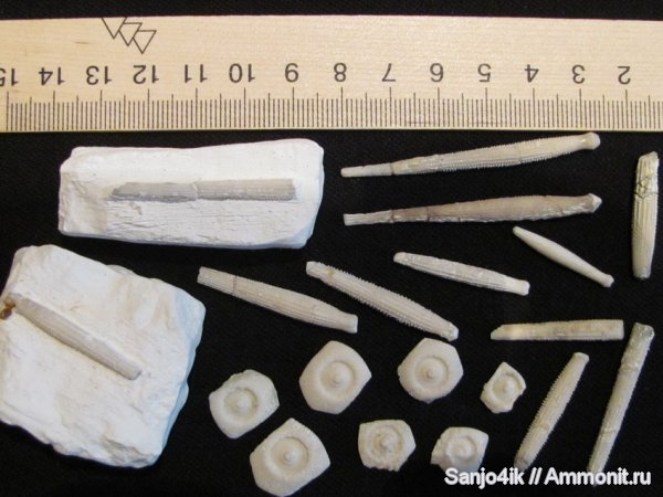 морские ежи, иглокожие, мел, Temnocidaris, Cretaceous