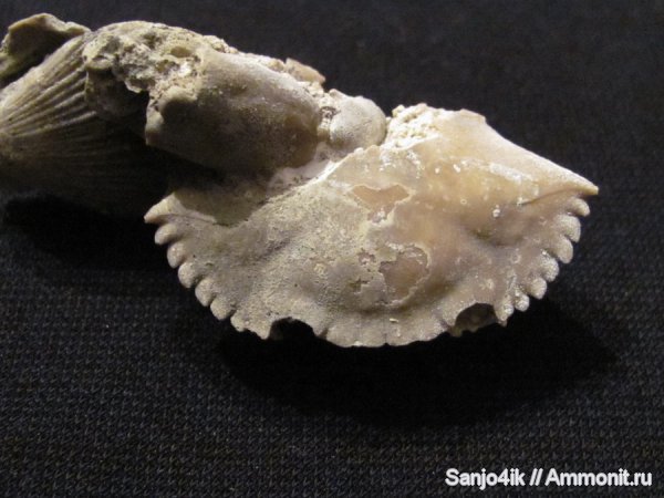 неоген, членистоногие, раки, крабы, Rakosia, Rakosia carupoides