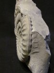 Arietites Arietites