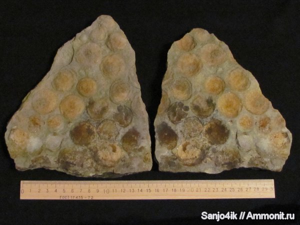 венд, медузоиды, Nemiana simplex