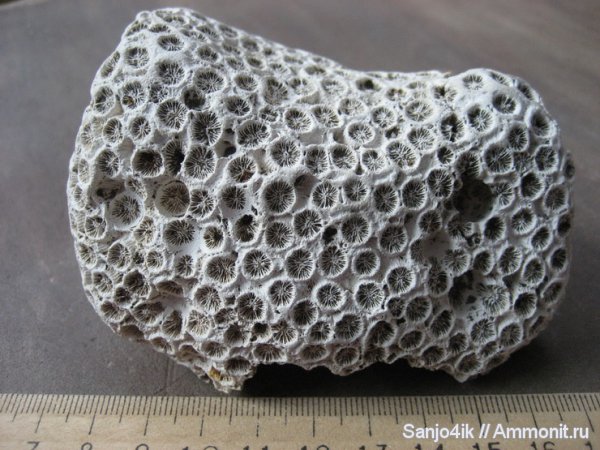 неоген, кораллы, кишечнополостные