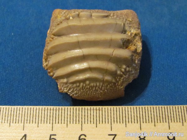 мел, рыбы, Ptychodus, Cretaceous, fish