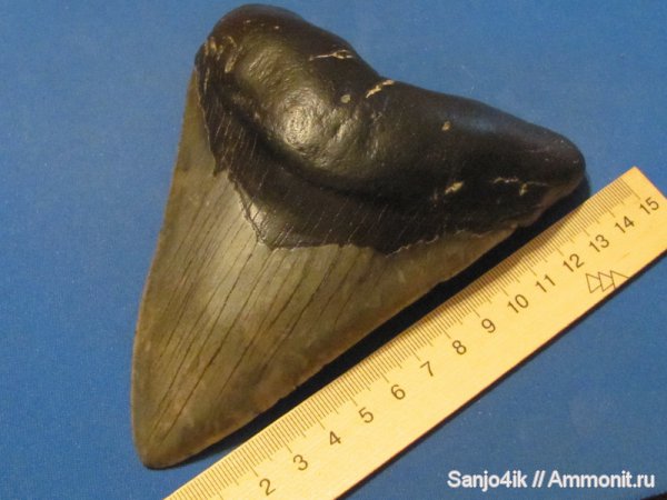 неоген, мегалодон, Megalodon, Carcharodon