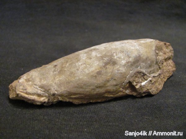 девон, Devonian, Agnatha, Cephalaspis, Podolaspis, Pteraspis, бесчелюстные рыбы