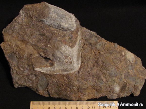 девон, Devonian, Agnatha, Cephalaspis, Pteraspis, Stensiopelta pustulata, Stensiopelta, бесчелюстные рыбы