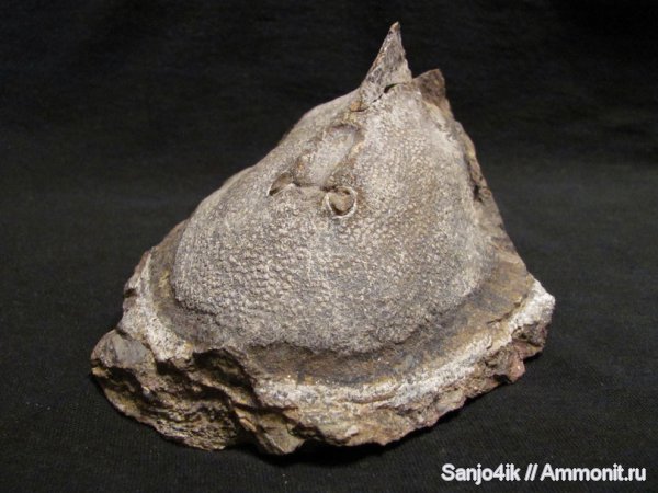 девон, Devonian, Agnatha, Cephalaspis, Heraspis kozlowskii, Stensiopelta, Heraspis, бесчелюстные рыбы