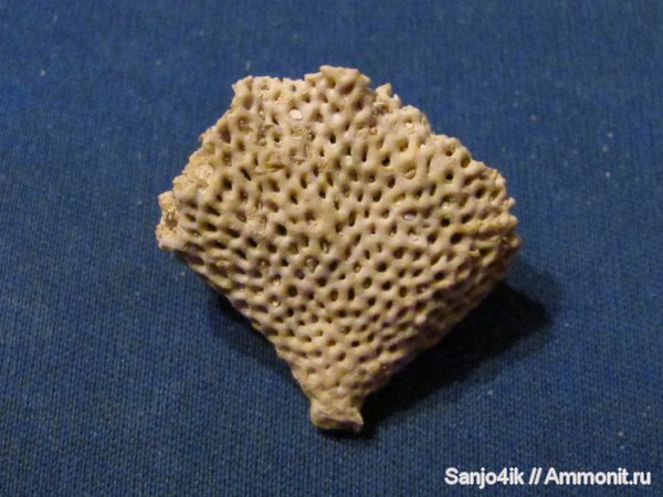 неоген, мшанки