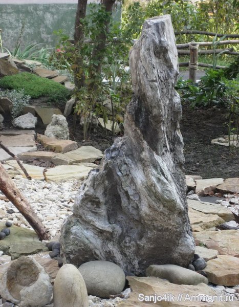 неоген, растения, окаменевшее дерево