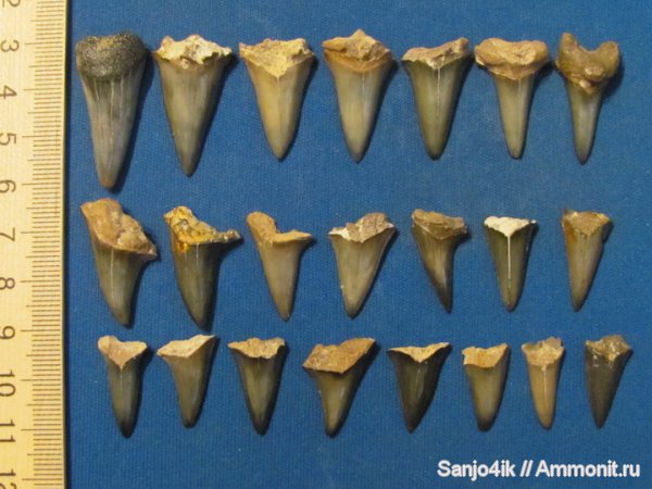 мел, рыбы, зубы акул, Cretoxyrhina, Cretaceous, fish, shark teeth