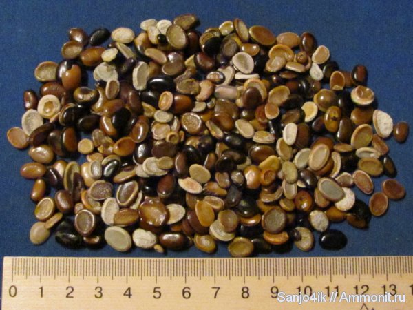 неоген, рыбы, Pycnodus, Pycnodontiformes, fish