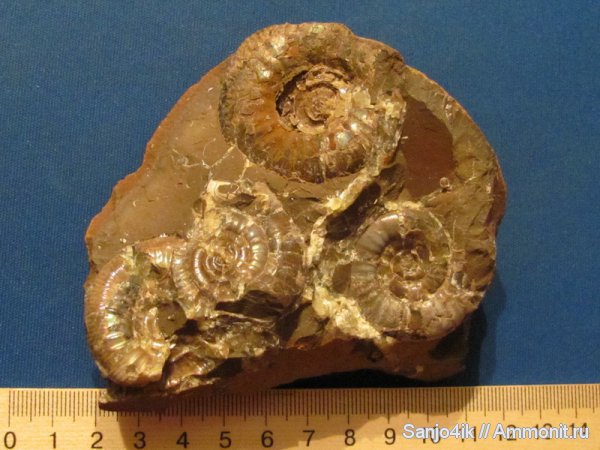 аммониты, юра, головоногие моллюски, Ammonites, Jurassic