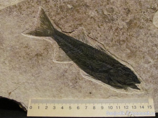 рыбы, эоцен, Mioplosus, Mioplosus labracoides, fish