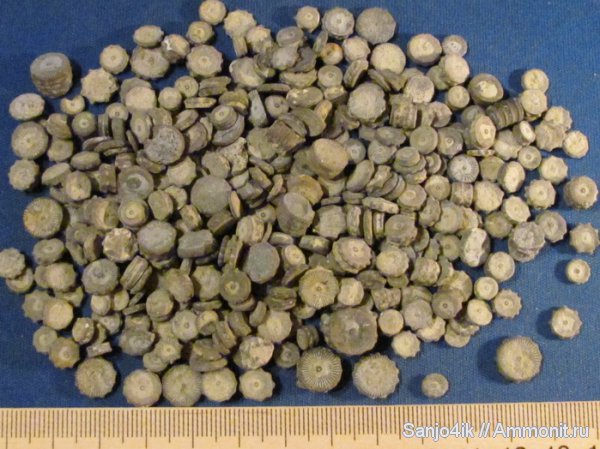 морские лилии, иглокожие, силур, криноидеи, Silurian, Podoliocrinus nikiforovae, Podoliocrinus