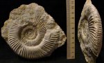 Perisphinctes sp. Perisphinctes sp.