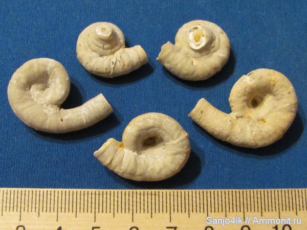 мел, кольчатые черви, Rotularia, Cretaceous