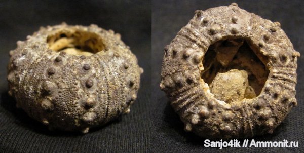 морские ежи, неоген, Eucidaris zeamays, Eucidaris