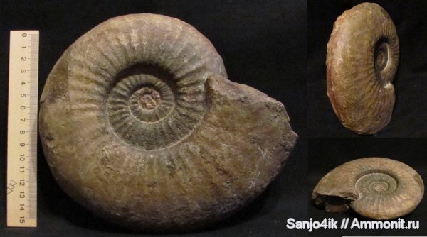 аммониты, юра, головоногие моллюски, Ammonites, Jurassic