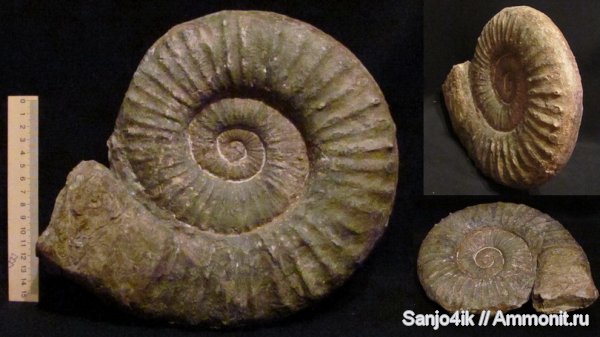 аммониты, юра, головоногие моллюски, Ammonites, Jurassic