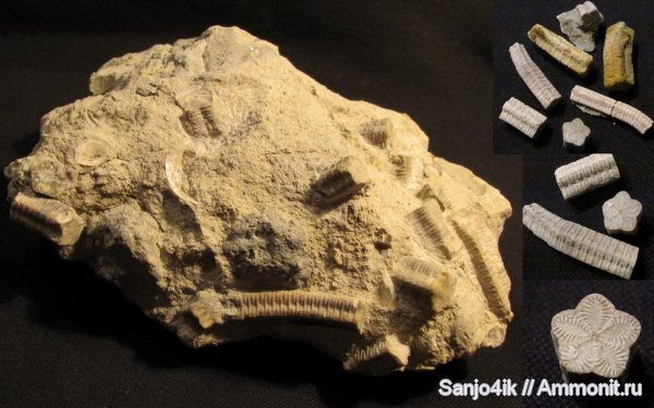 морские лилии, юра, криноидеи, Pentacrinus, Jurassic