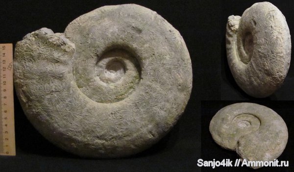 аммониты, юра, головоногие моллюски, Ammonites, Sonninia, Jurassic