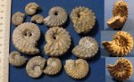 Аммониты Schloenbachia Аммониты Schloenbachia