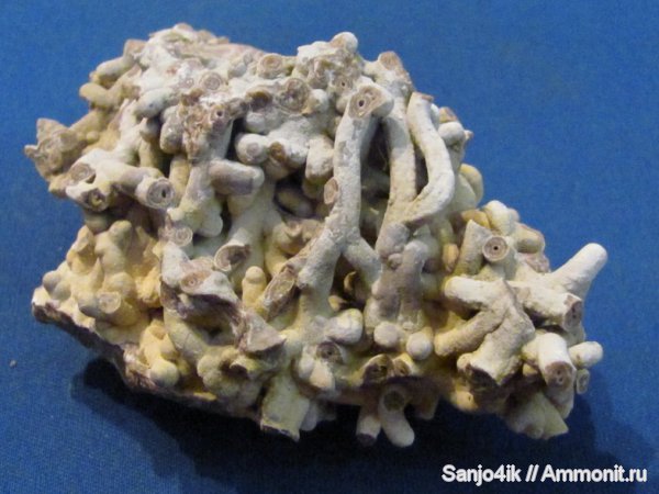 неоген, кольчатые черви