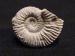 Peltoceratoides eugenii Peltoceratoides eugenii