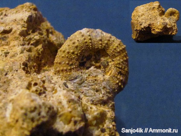 морские ежи, иглокожие, юра, Phymosoma, Jurassic