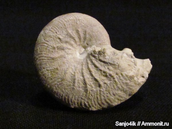 аммониты, юра, головоногие моллюски, Ammonites, Taramelliceras, Jurassic